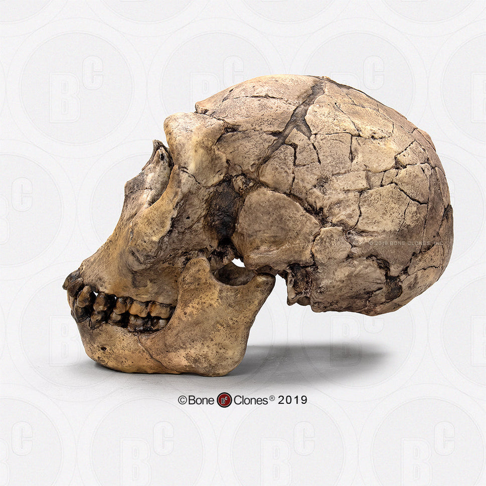 Bone Clones Homo Ergaster Hominin Skulls