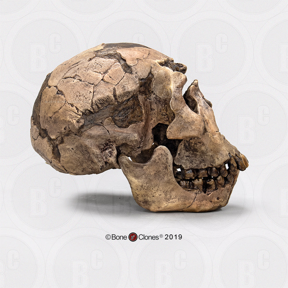 Bone Clones Homo Ergaster Hominin Skulls