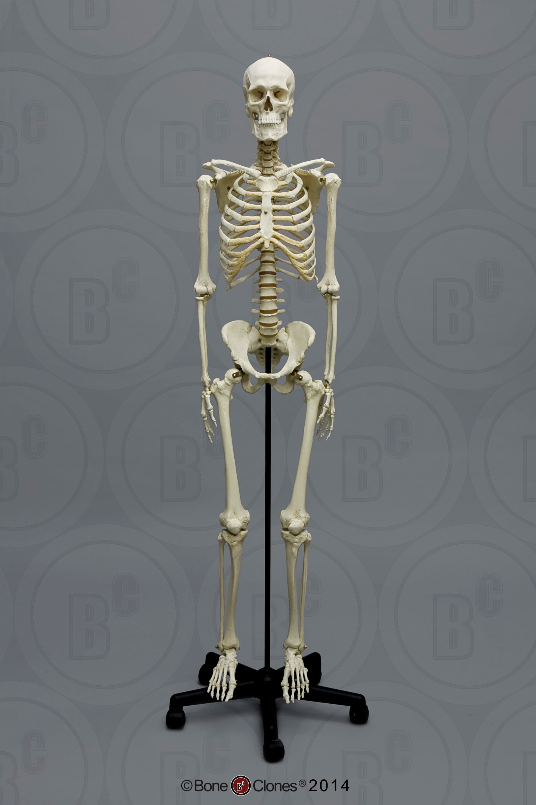 Bone Clones European Human Skeletons