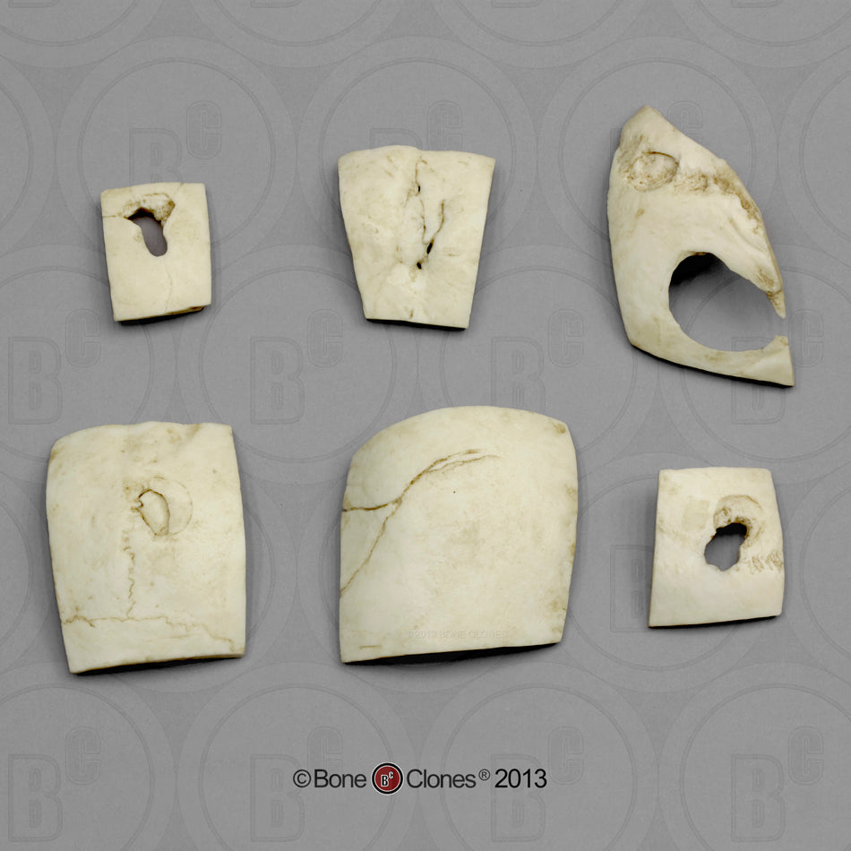 Skull Trauma Set of Six Fragments