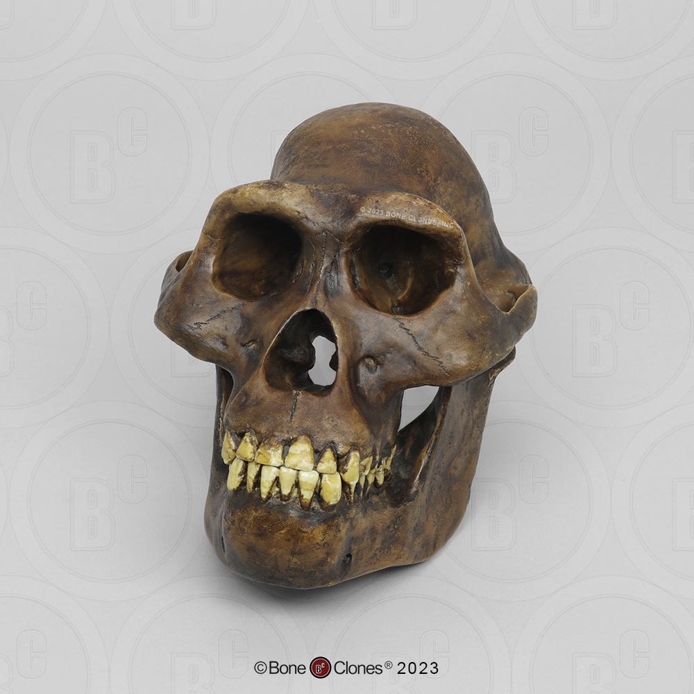 Bone Clones Australopithecus Hominin Skulls
