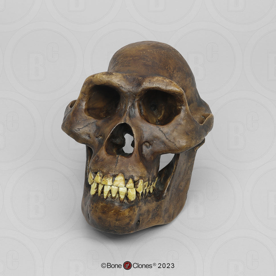 Bone Clones Australopithecus Hominin Skulls