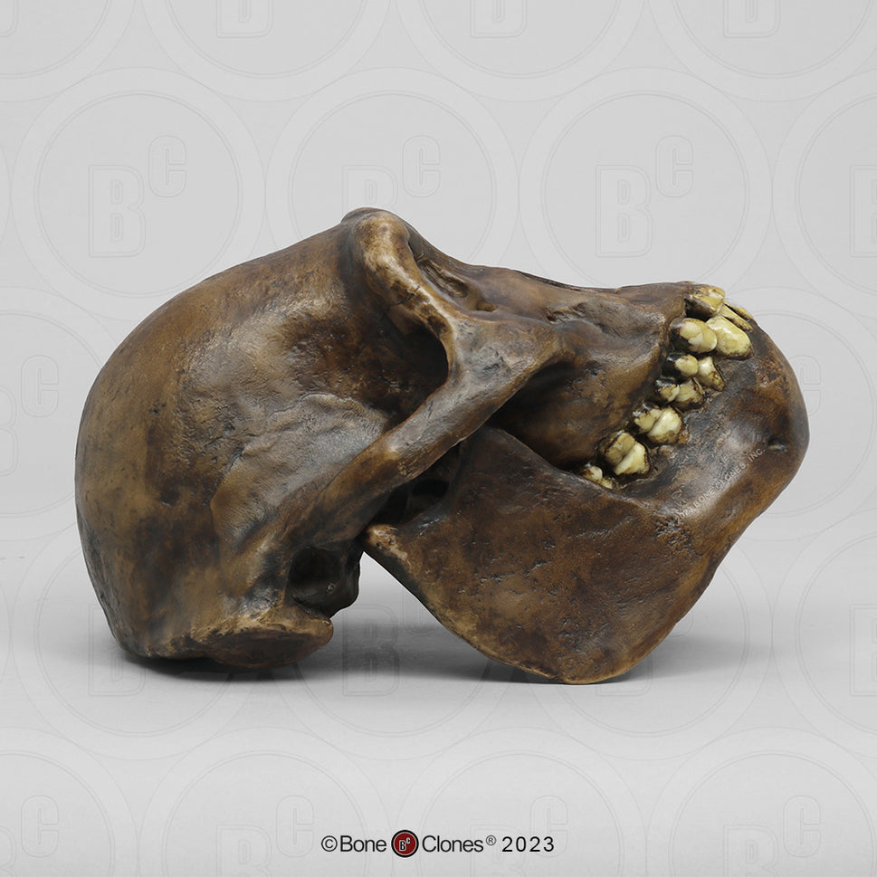 Bone Clones Australopithecus Hominin Skulls