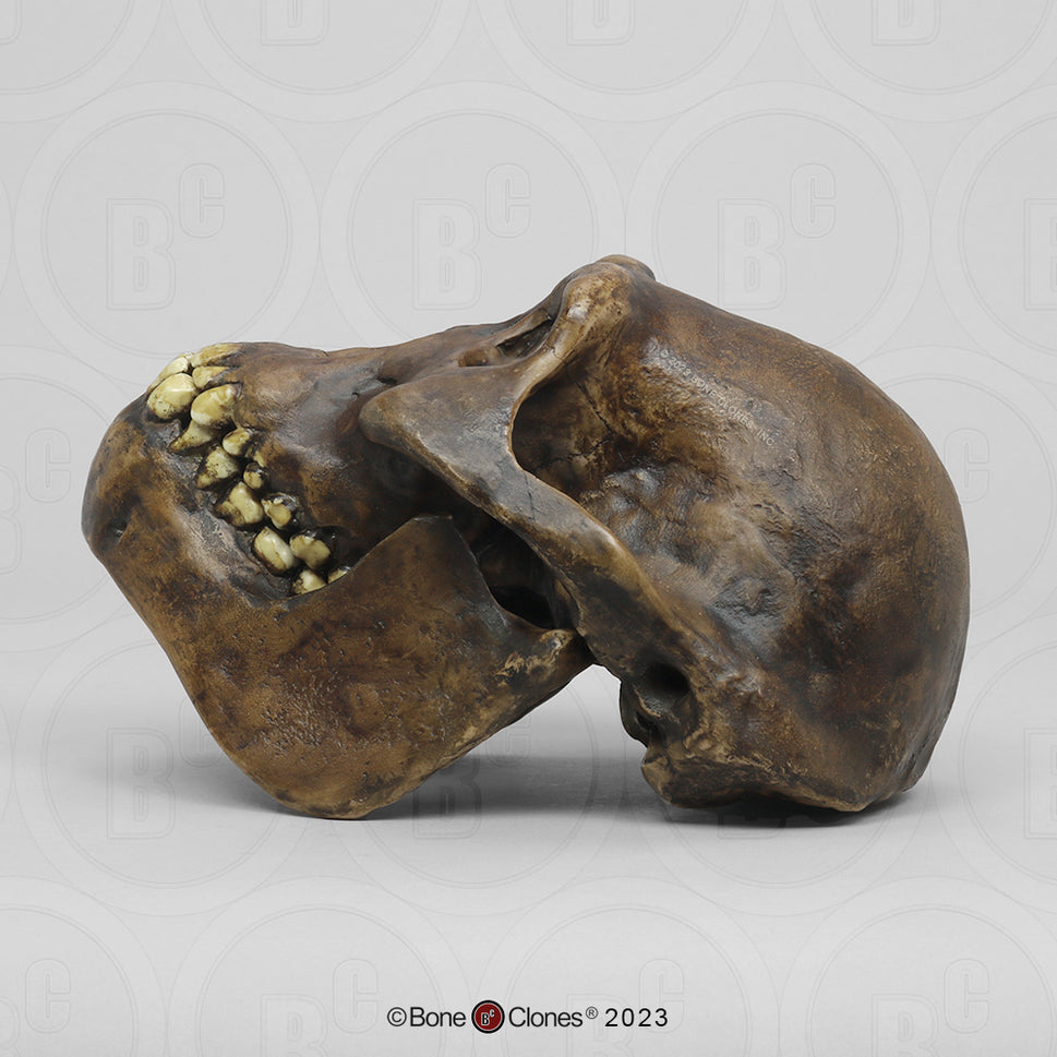 Bone Clones Australopithecus Hominin Skulls