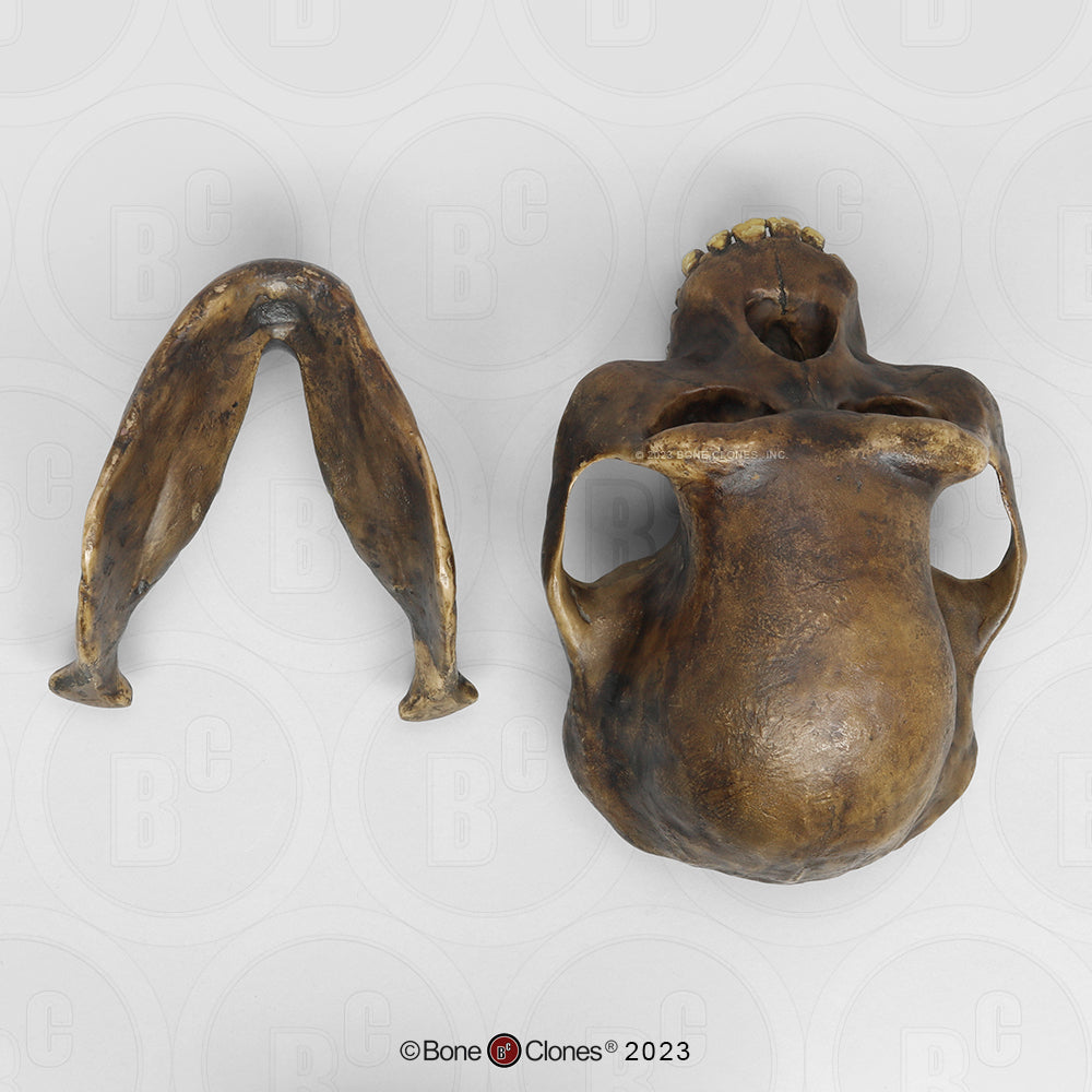 Bone Clones Australopithecus Hominin Skulls