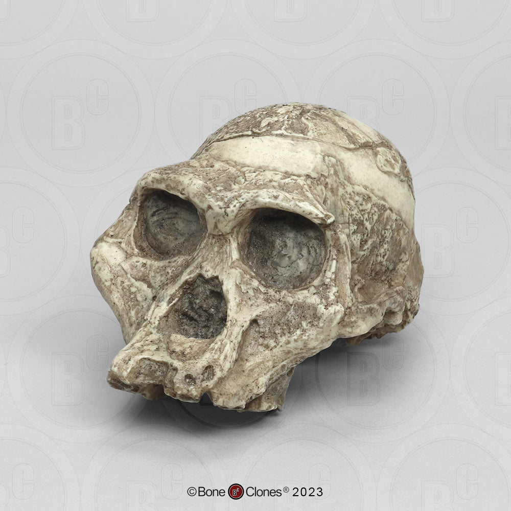 Bone Clones Australopithecus Hominin Skulls