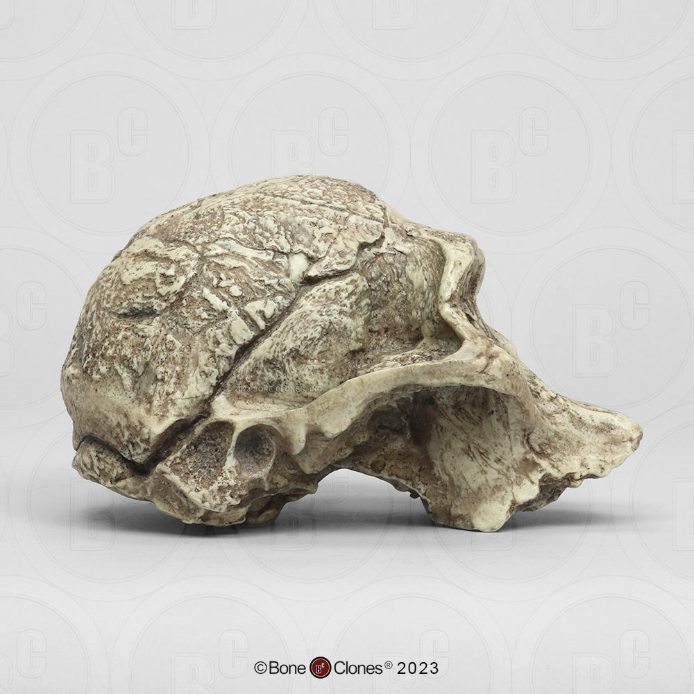 Bone Clones Australopithecus Hominin Skulls