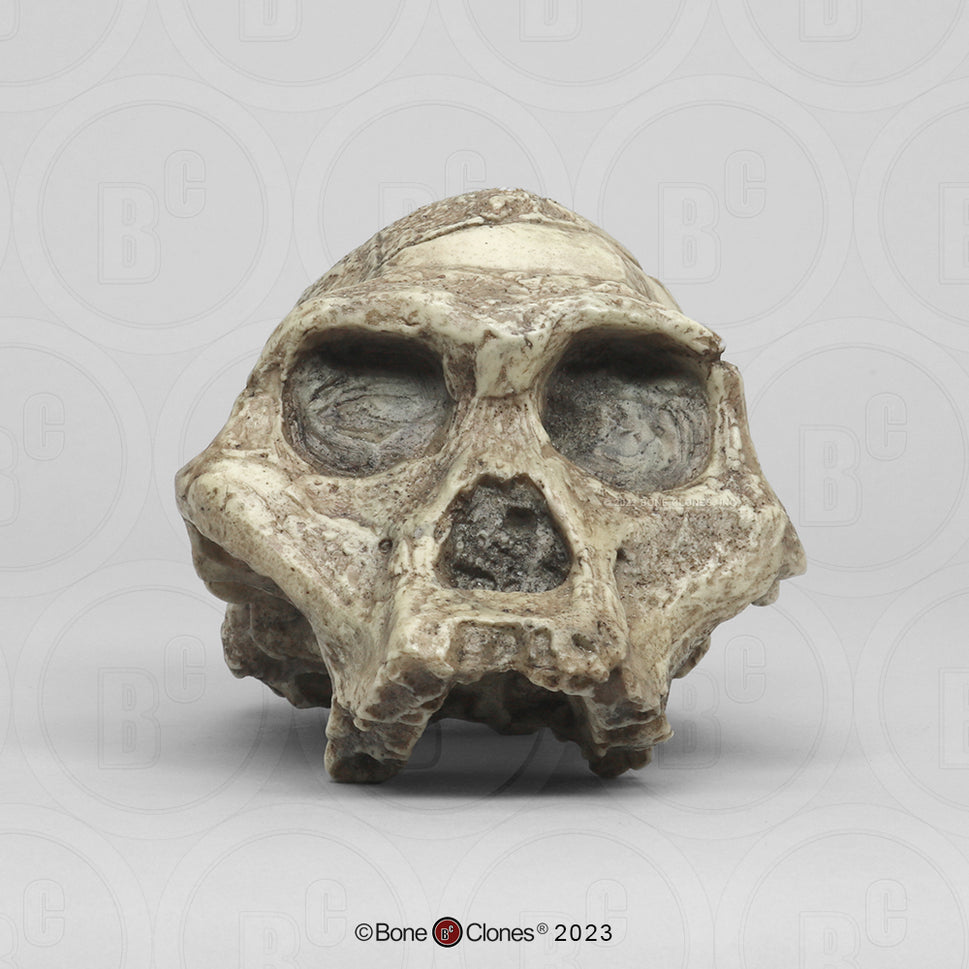 Bone Clones Australopithecus Hominin Skulls