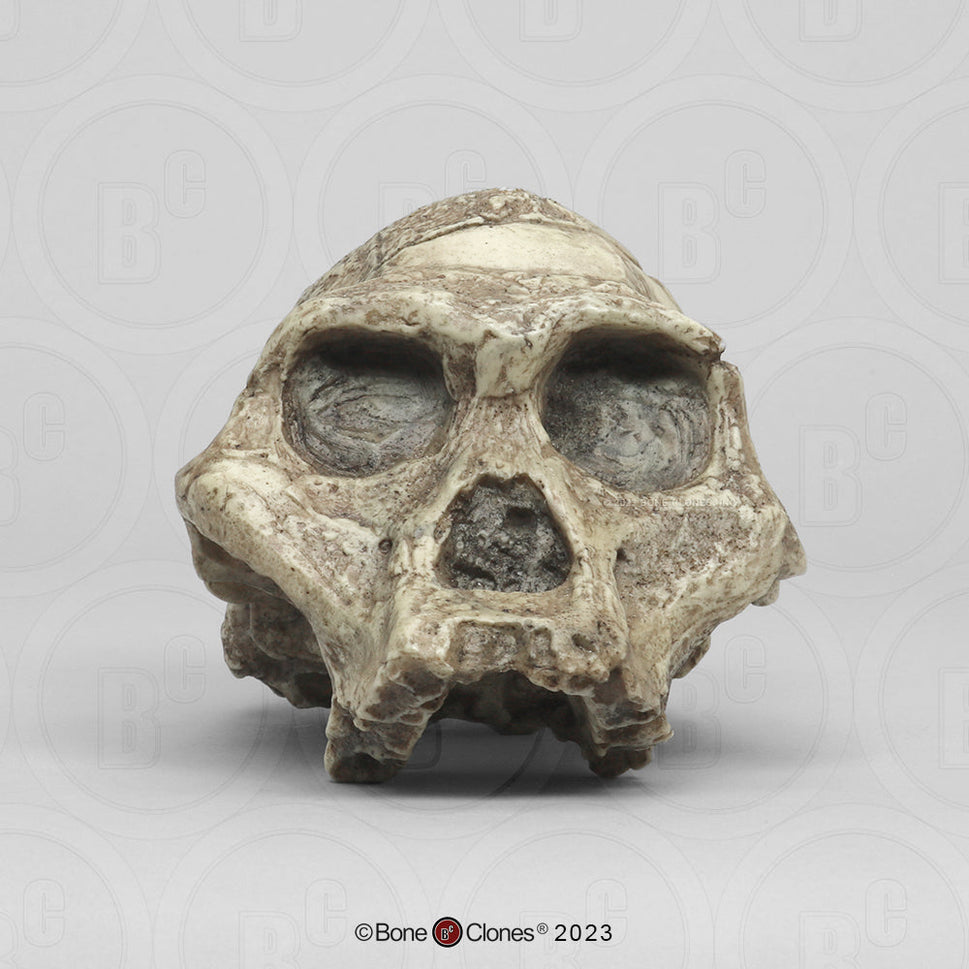 Bone Clones Australopithecus Hominin Skulls