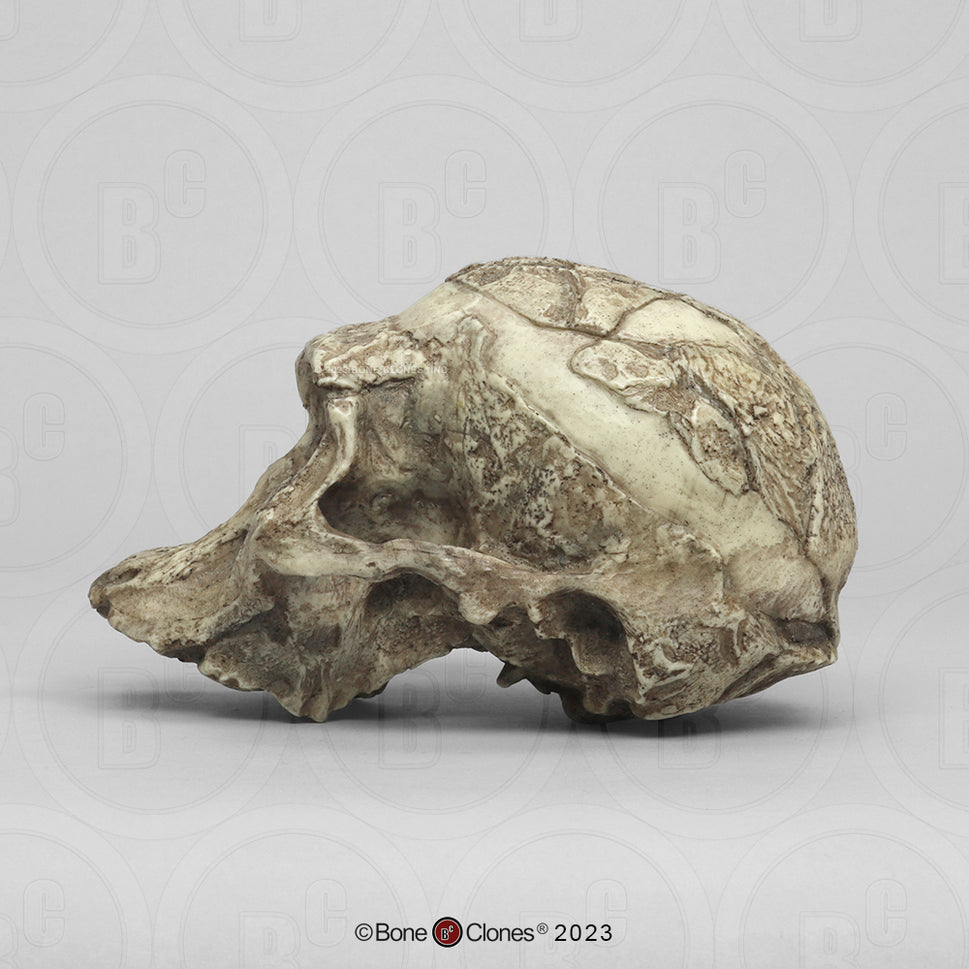 Bone Clones Australopithecus Hominin Skulls