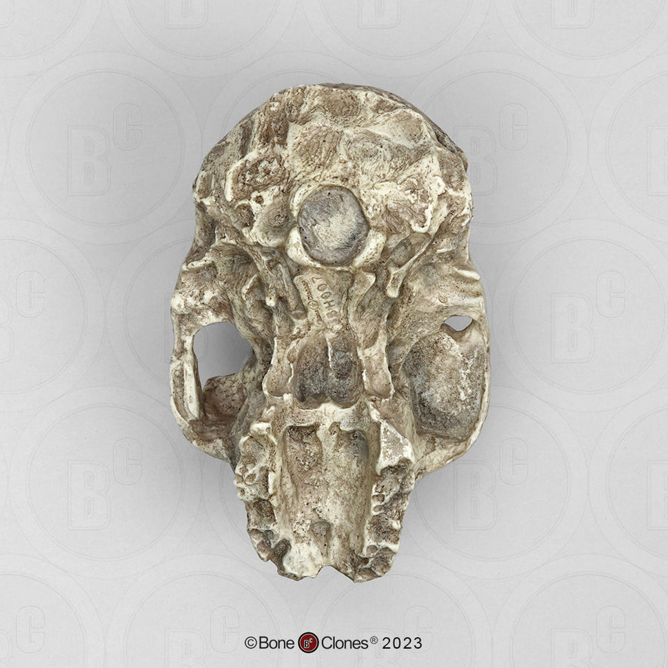 Bone Clones Australopithecus Hominin Skulls