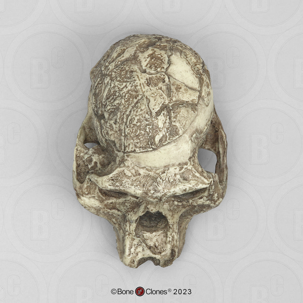 Bone Clones Australopithecus Hominin Skulls