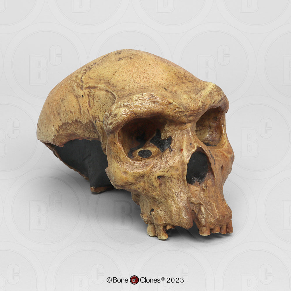 Bone Clones Homo Heidelbergensis Hominin Skulls