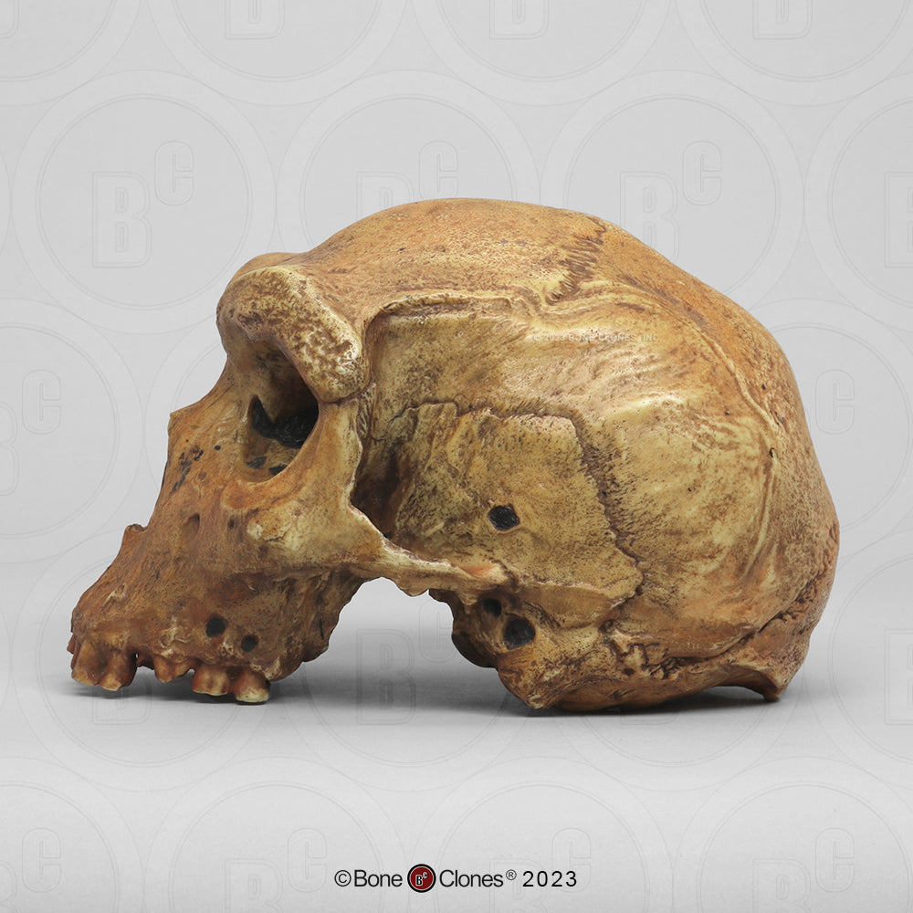 Bone Clones Homo Heidelbergensis Hominin Skulls