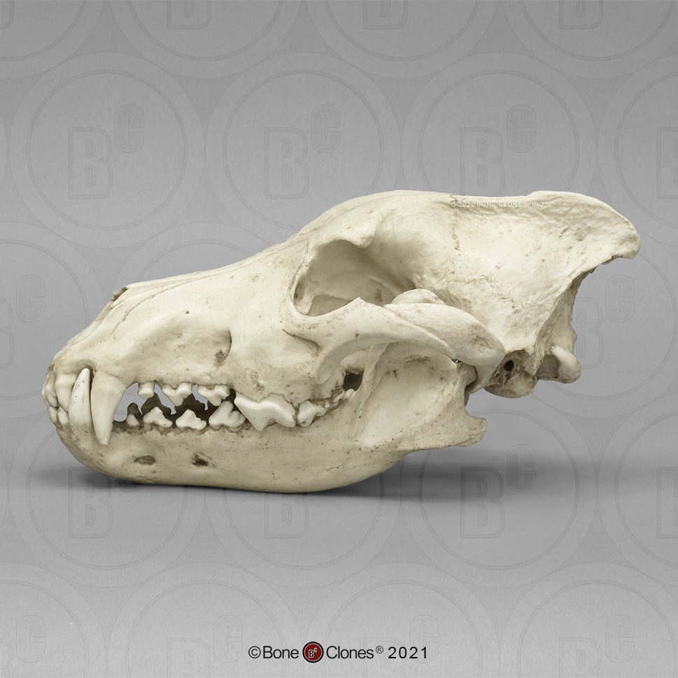 Bone Clones Large Mammal Skulls
