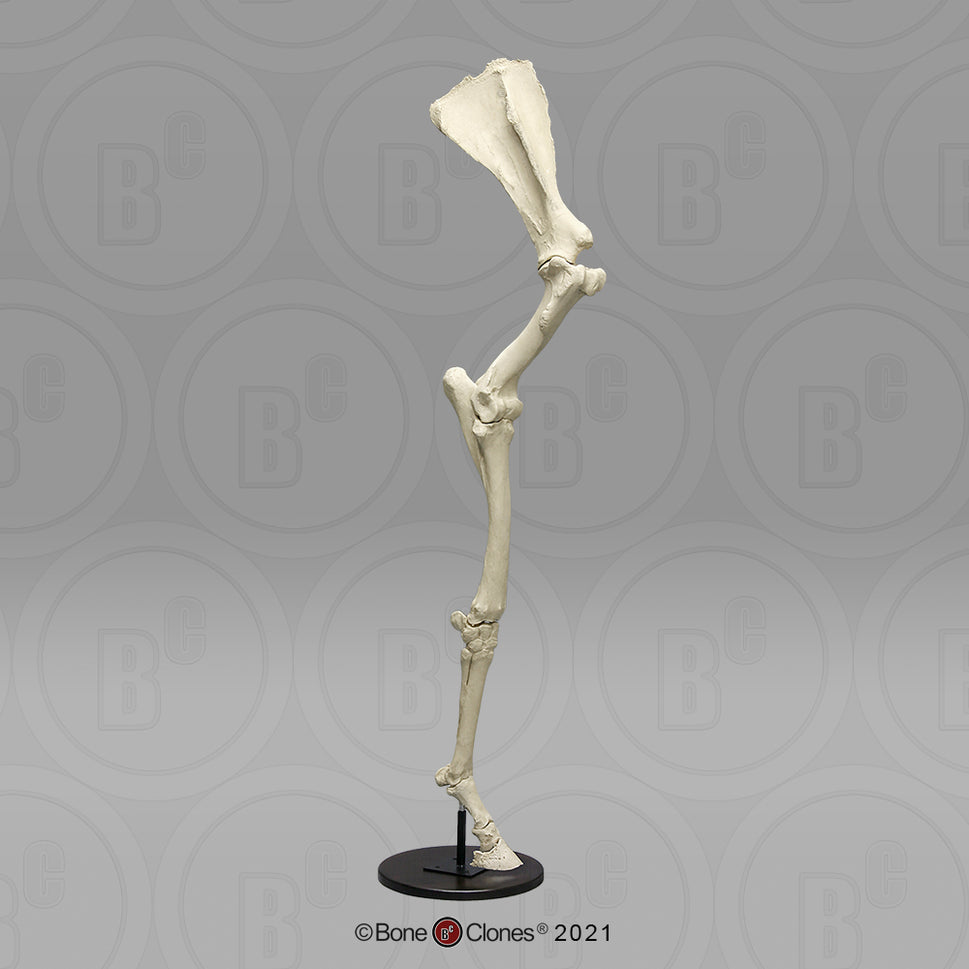 Bone Clones Equine Leg Model