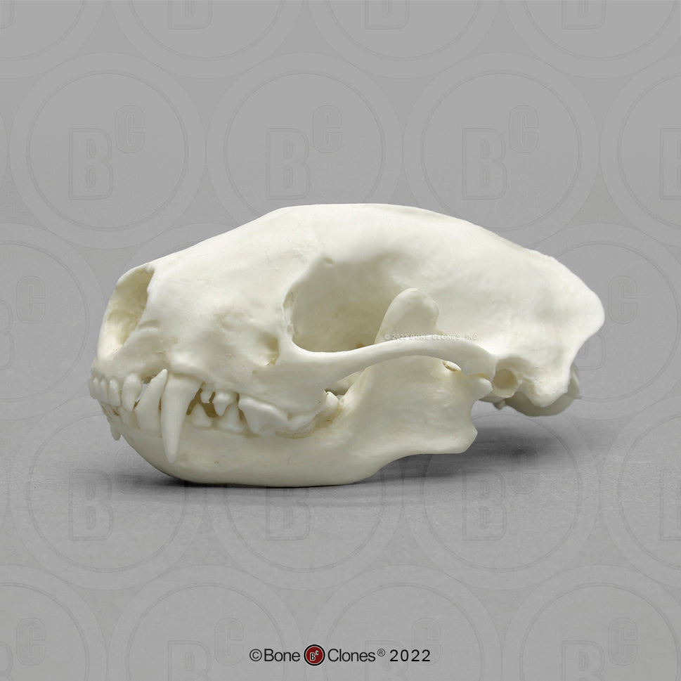 Bone Clones Small Mammal Skulls