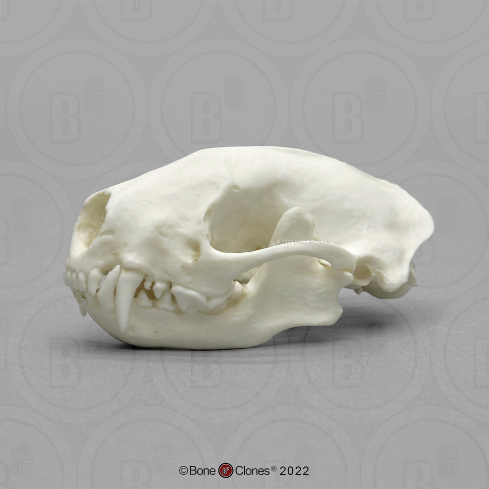 Bone Clones Small Mammal Skulls
