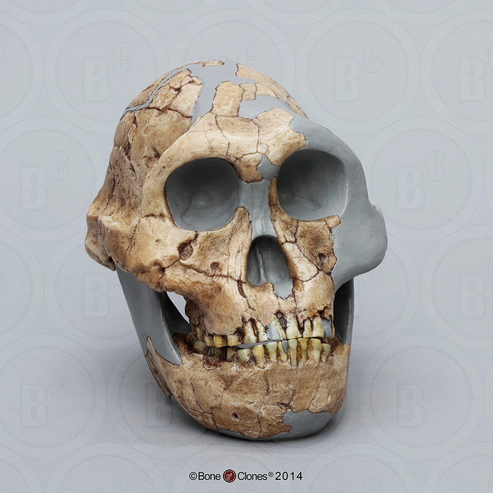 Bone Clones Australopithecus Hominin Skulls
