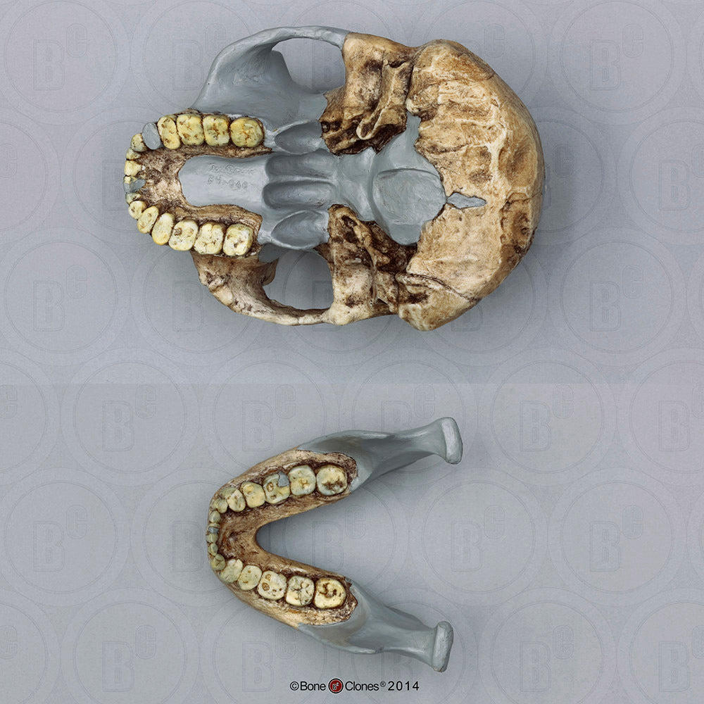 Bone Clones Australopithecus Hominin Skulls