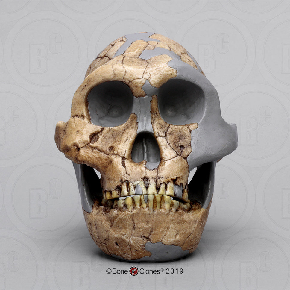 Bone Clones Australopithecus Hominin Skulls