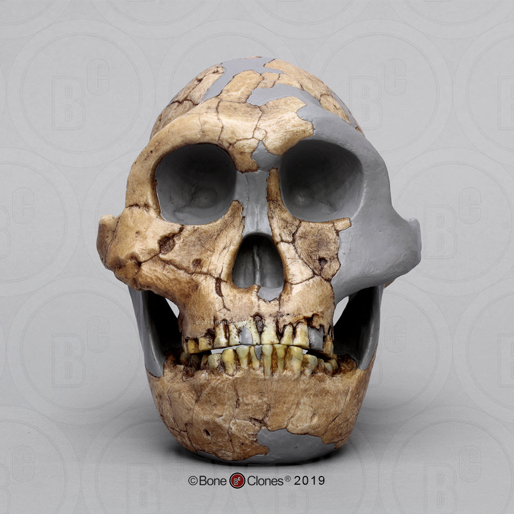Bone Clones Australopithecus Hominin Skulls