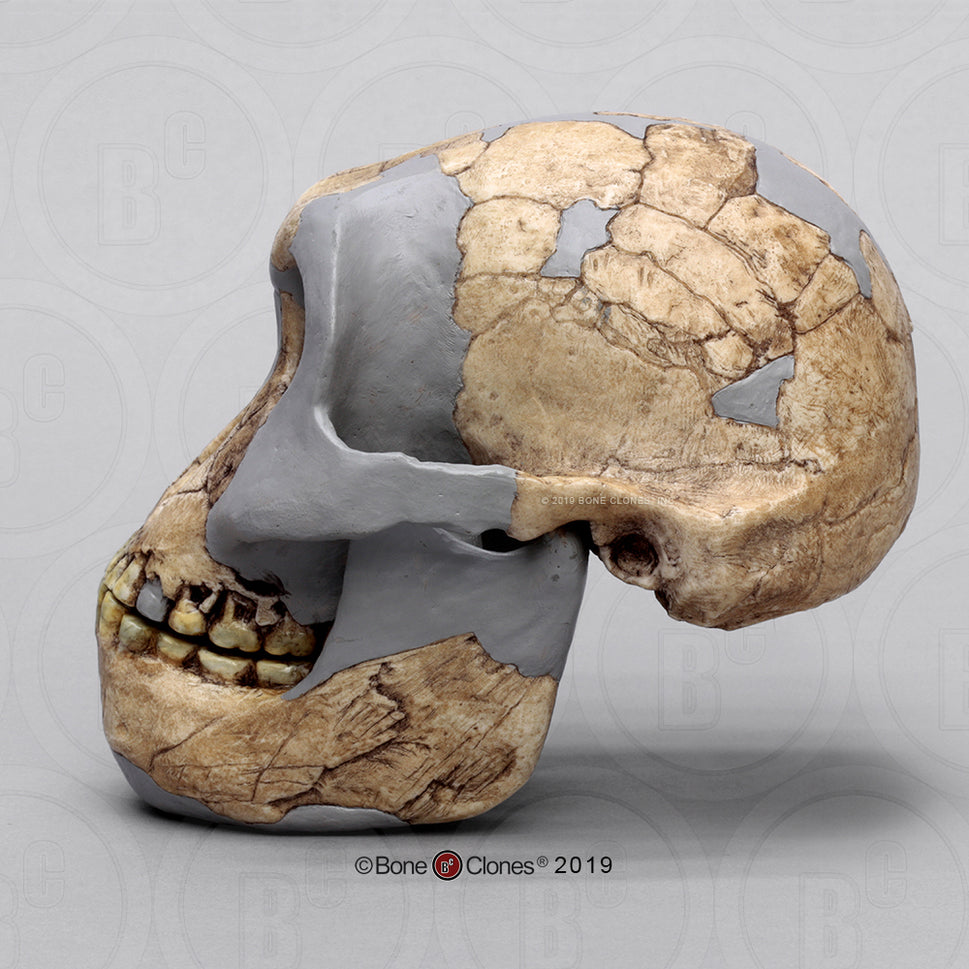 Bone Clones Australopithecus Hominin Skulls
