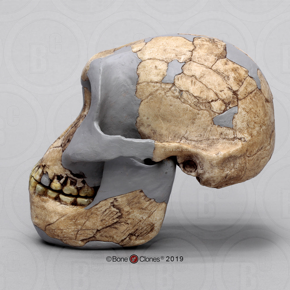 Bone Clones Australopithecus Hominin Skulls