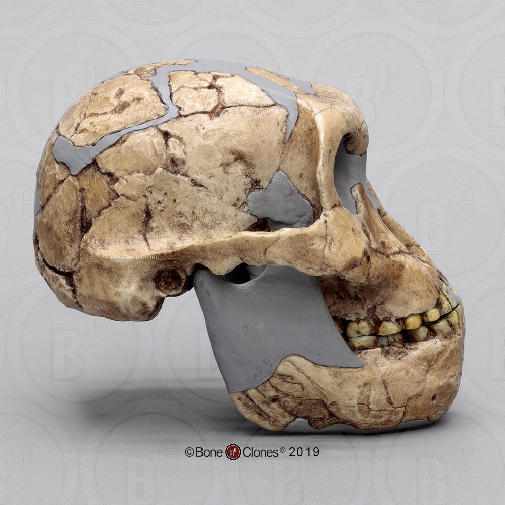 Bone Clones Australopithecus Hominin Skulls