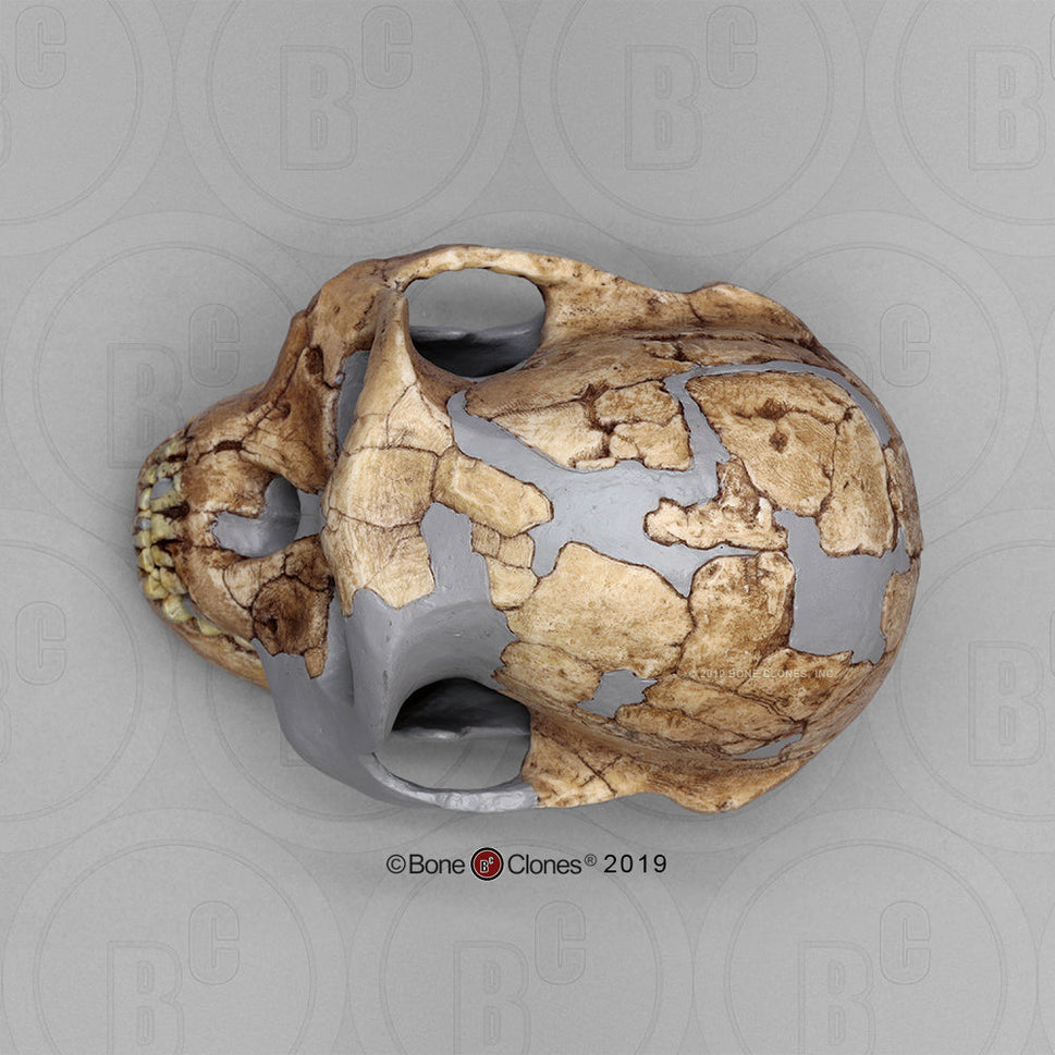 Bone Clones Australopithecus Hominin Skulls