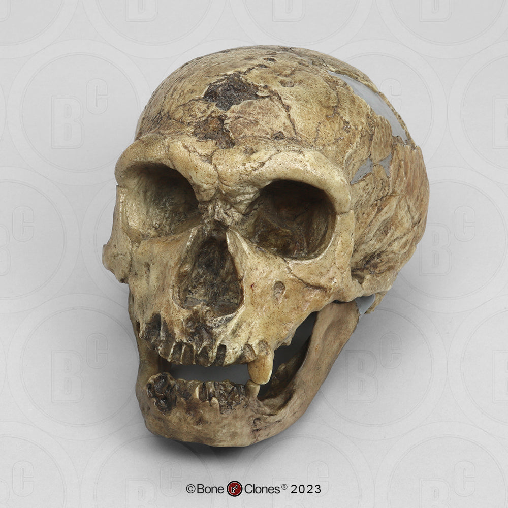 Bone Clones Homo Neanderthalensis Hominin Skulls