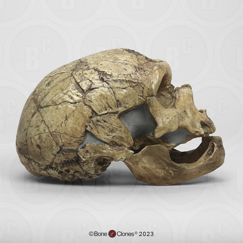 Bone Clones Homo Neanderthalensis Hominin Skulls