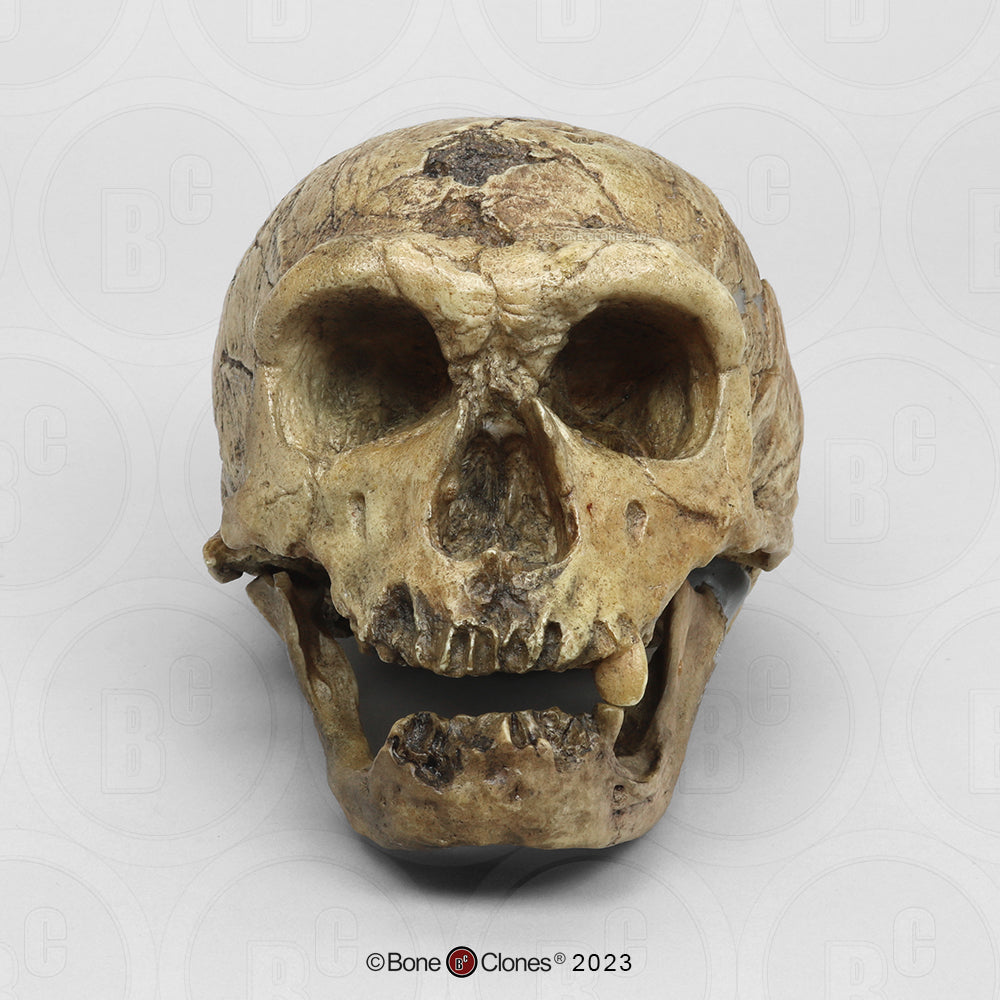 Bone Clones Homo Neanderthalensis Hominin Skulls