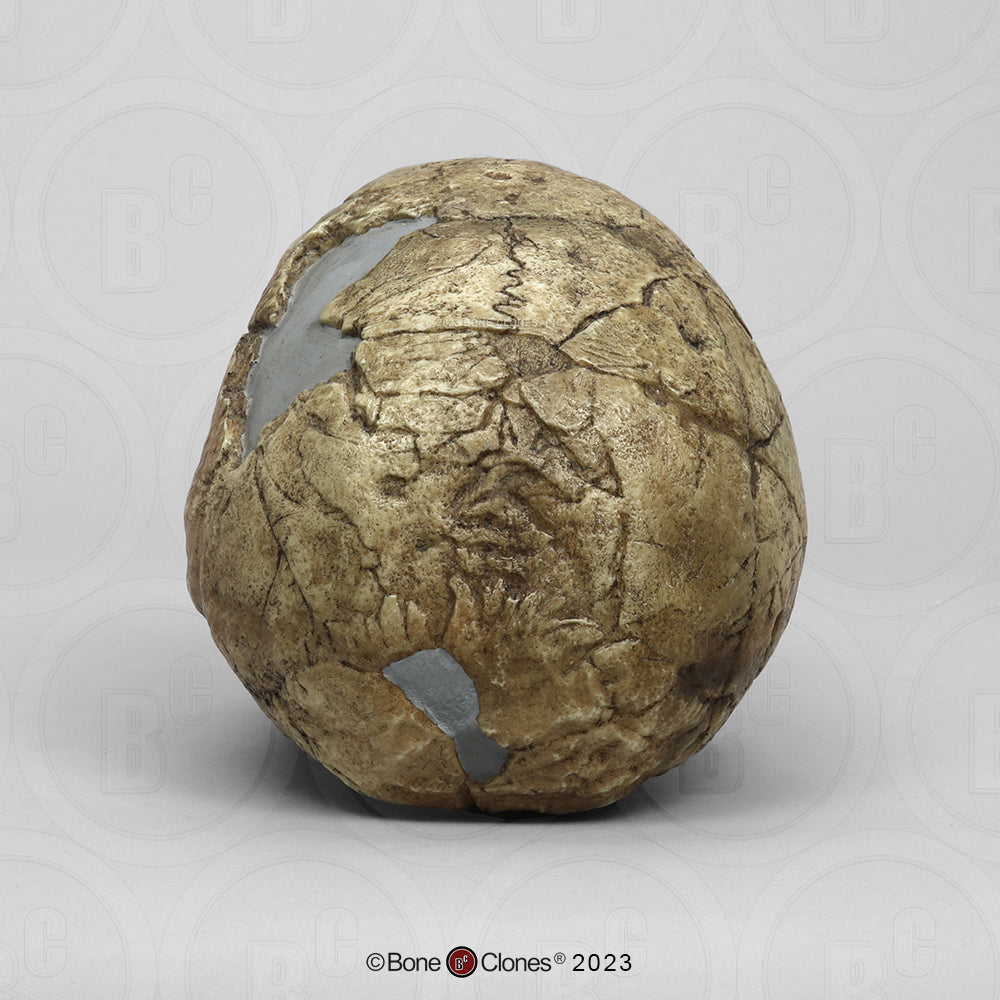 Bone Clones Homo Neanderthalensis Hominin Skulls