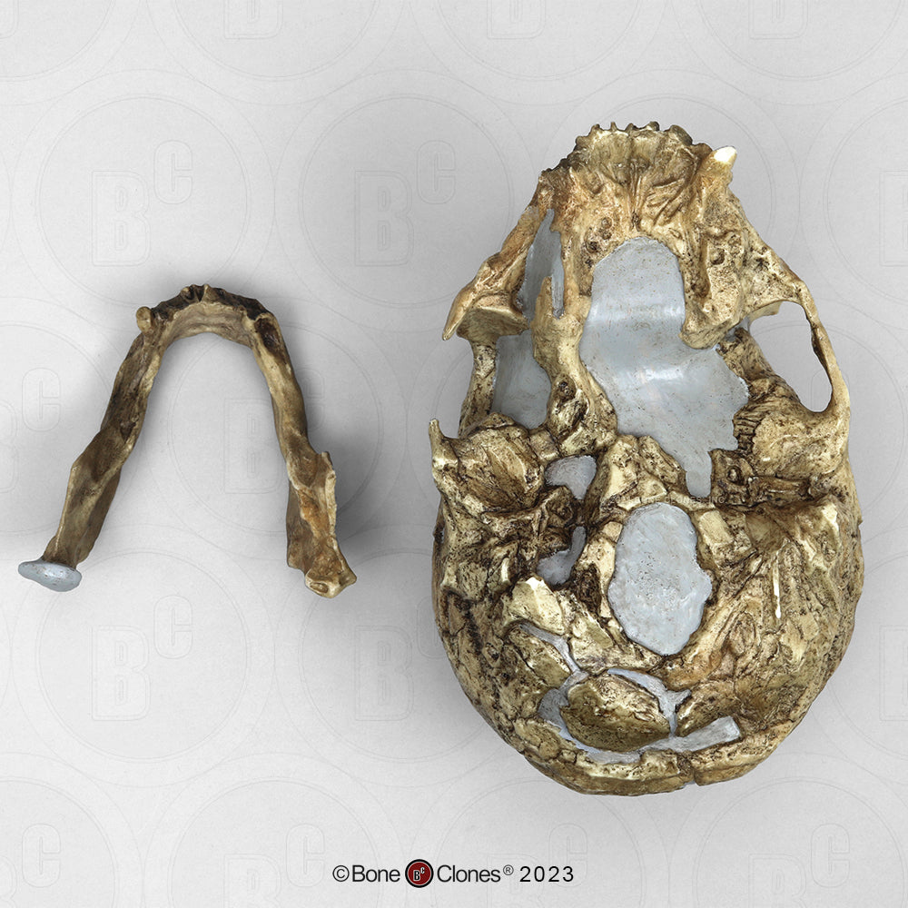 Bone Clones Homo Neanderthalensis Hominin Skulls