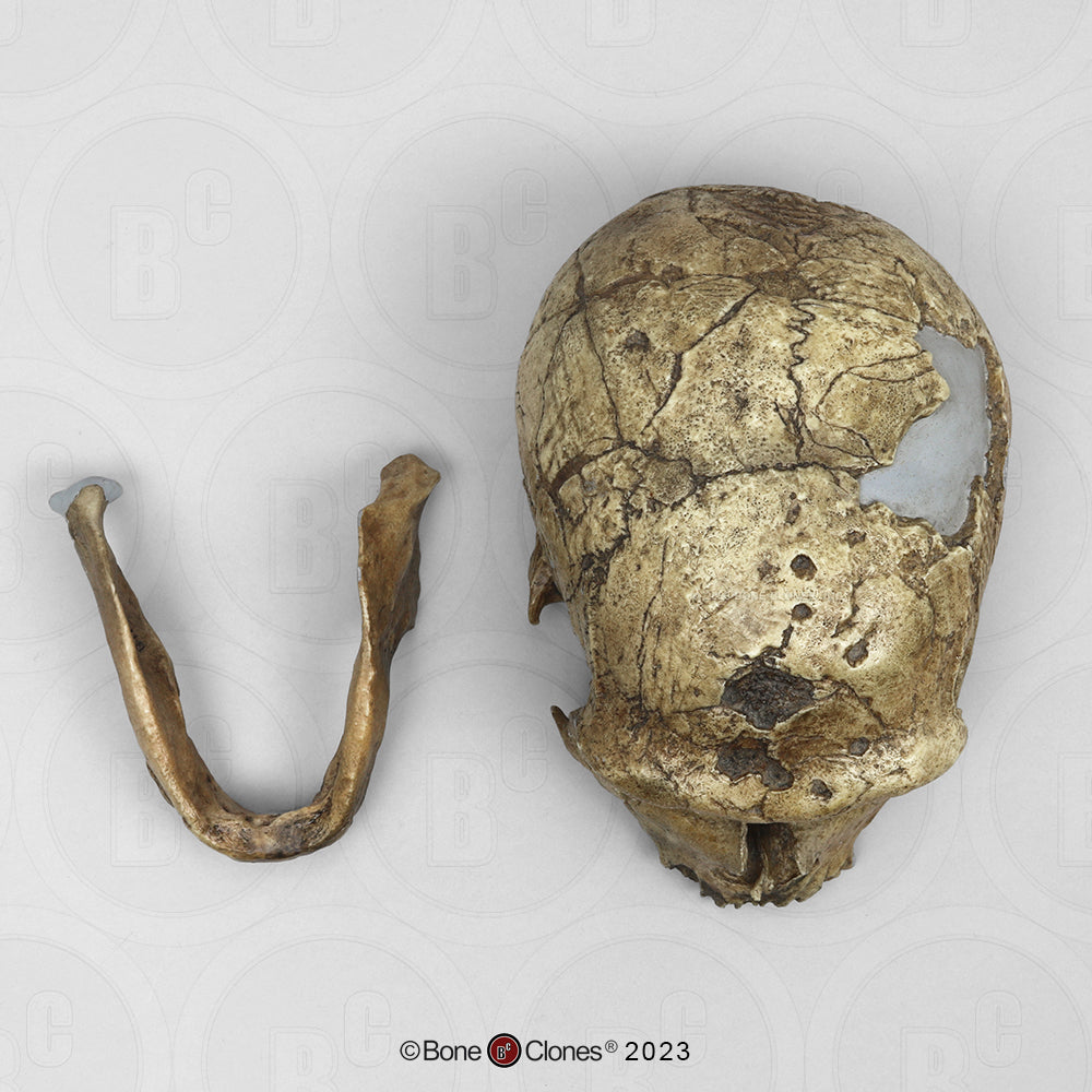 Bone Clones Homo Neanderthalensis Hominin Skulls