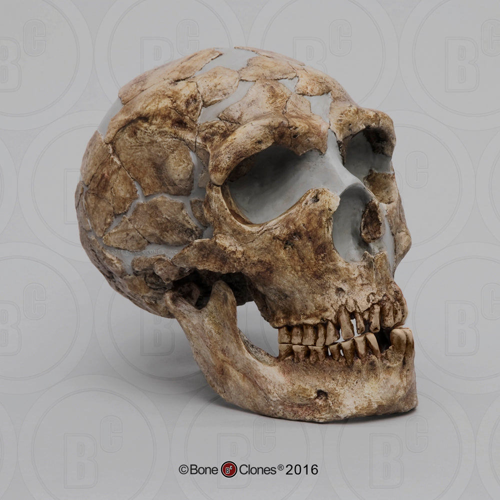 Bone Clones Homo Neanderthalensis Hominin Skulls