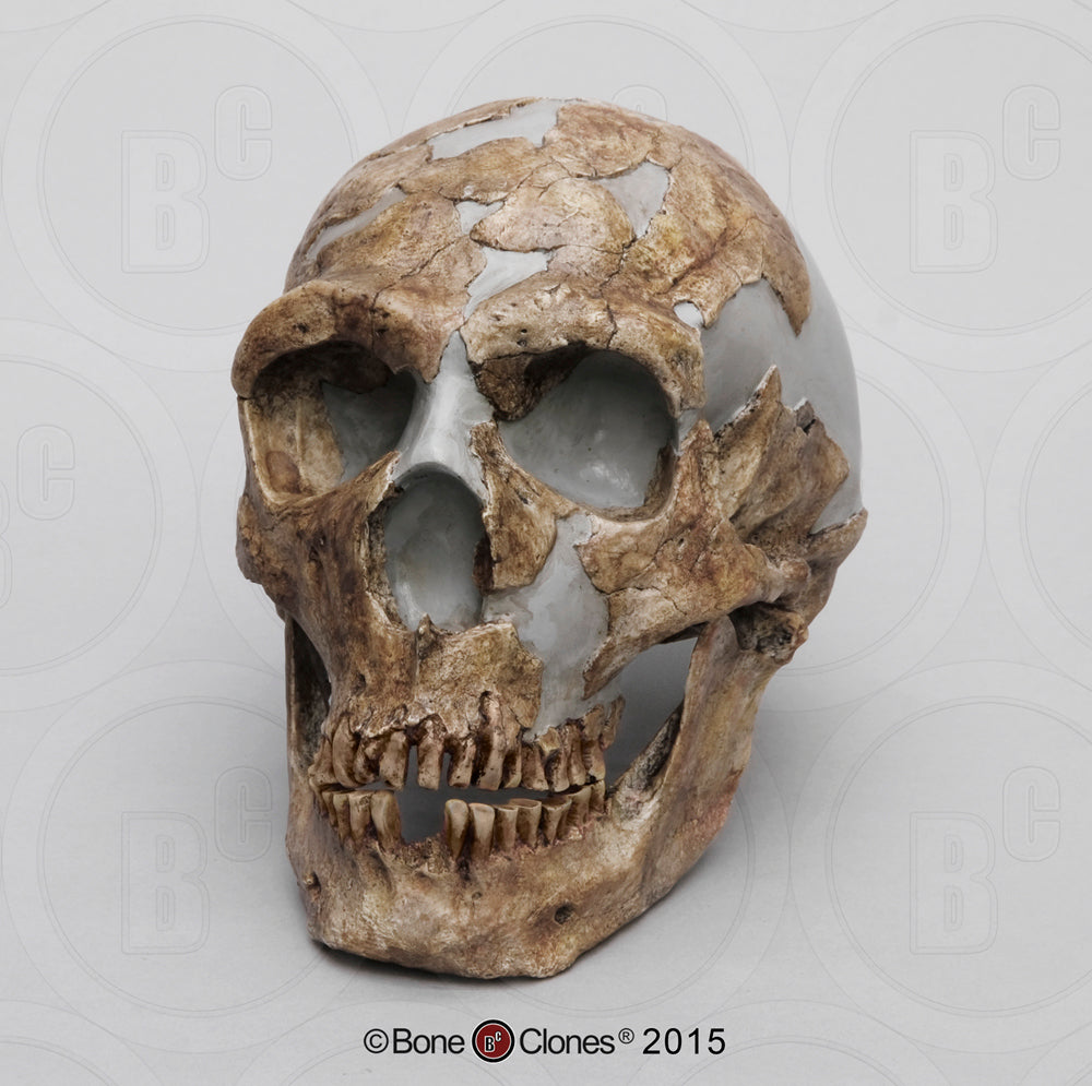 Bone Clones Homo Neanderthalensis Hominin Skulls