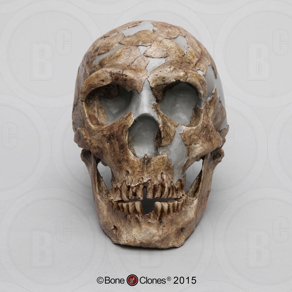 Bone Clones Homo Neanderthalensis Hominin Skulls