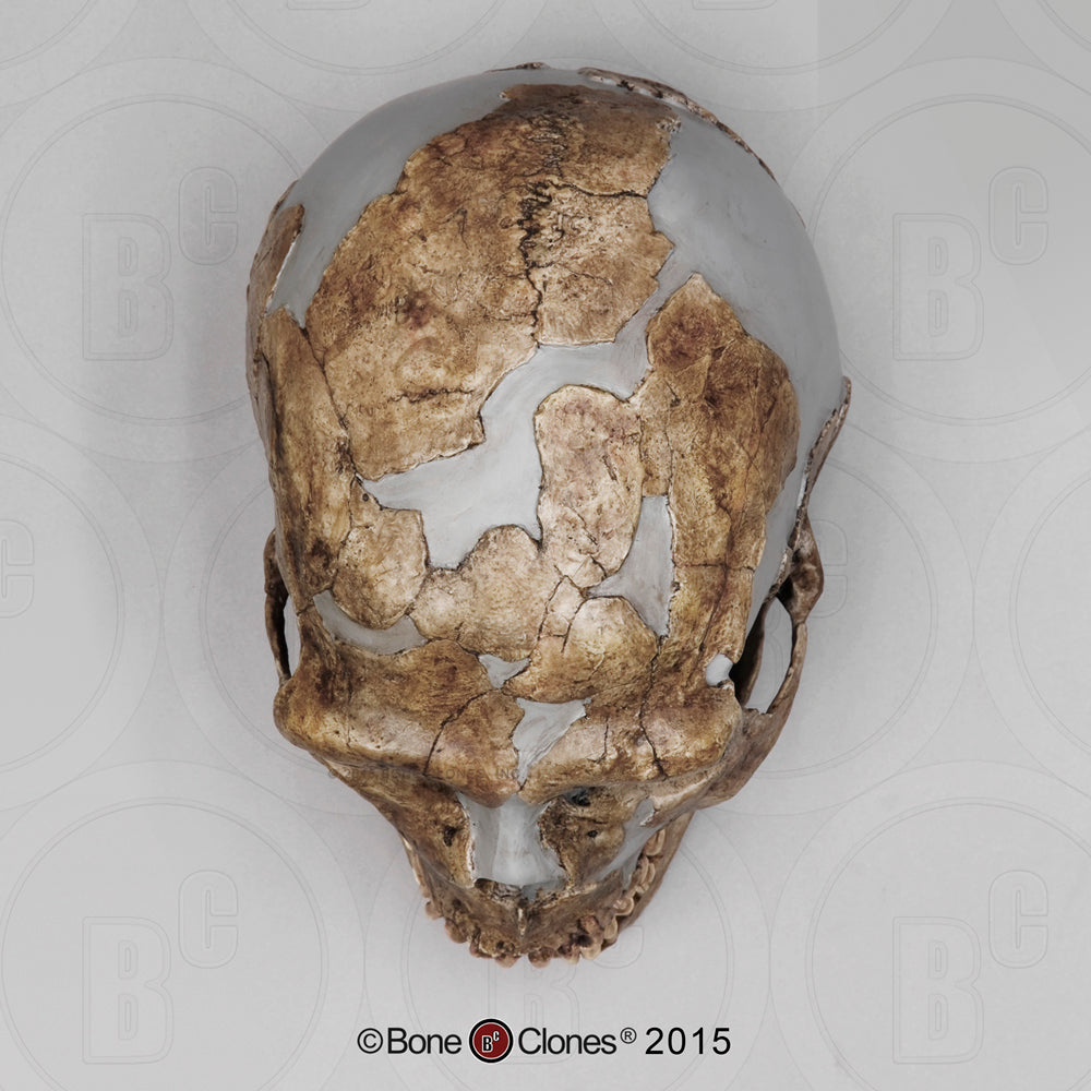 Bone Clones Homo Neanderthalensis Hominin Skulls