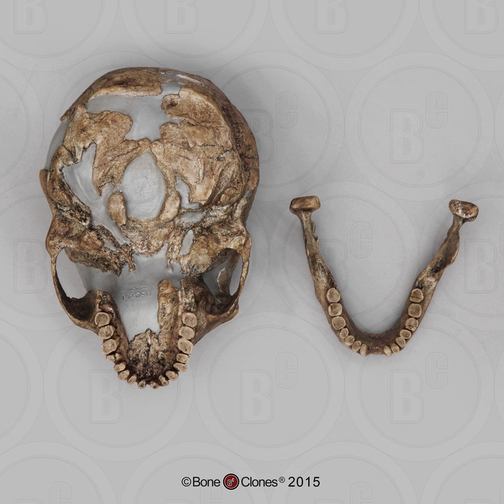 Bone Clones Homo Neanderthalensis Hominin Skulls