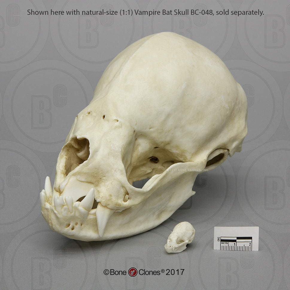 Bone Clones Small Mammal Skulls