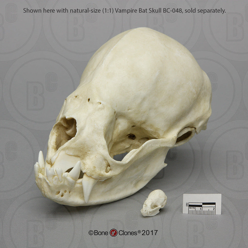 Bone Clones Small Mammal Skulls