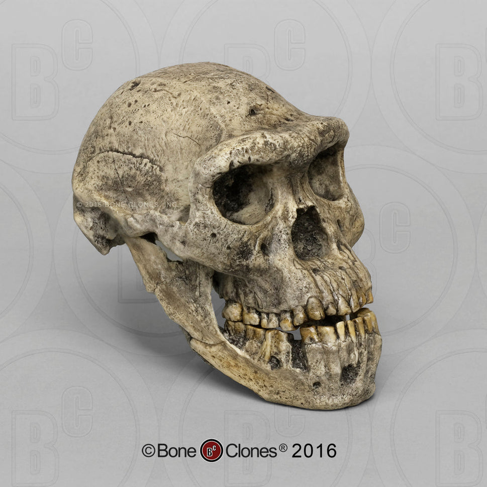 Bone Clones Homo Erectus Hominin Skulls