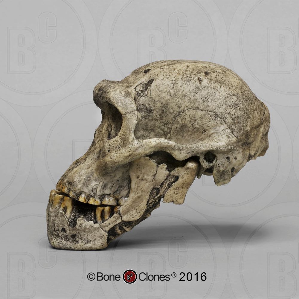 Bone Clones Homo Erectus Hominin Skulls