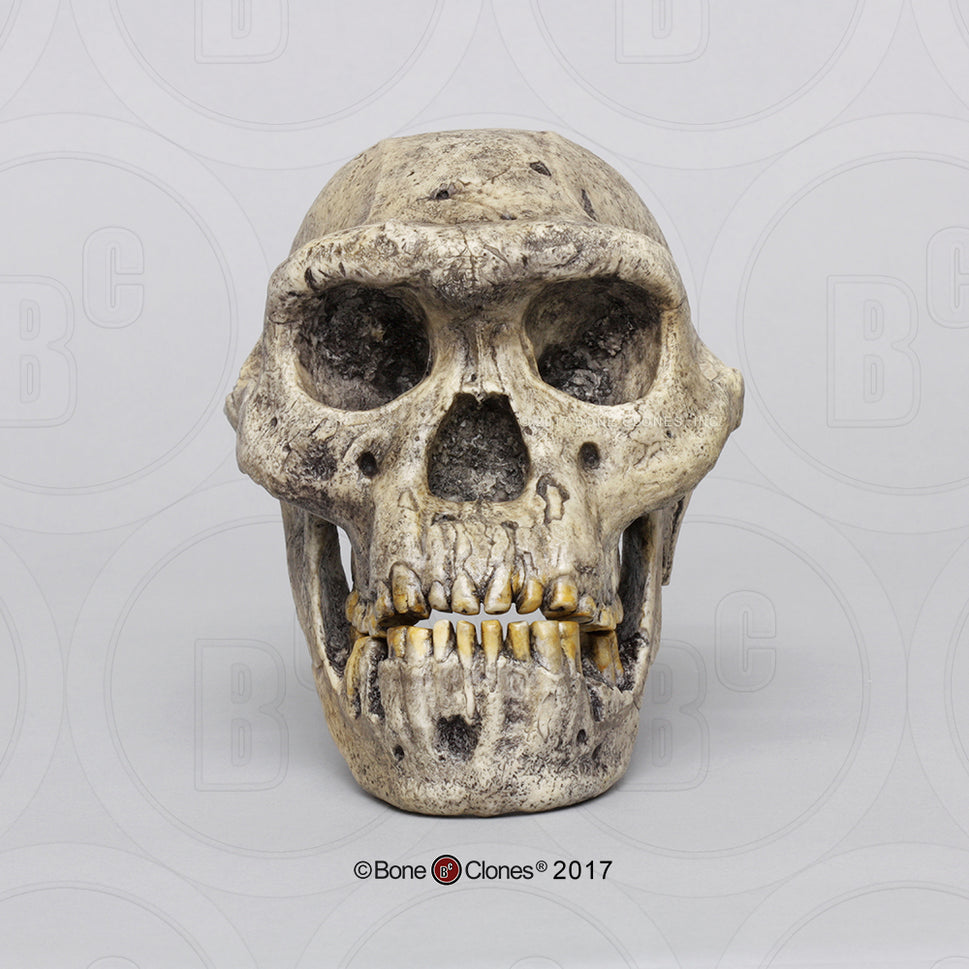 Bone Clones Homo Erectus Hominin Skulls