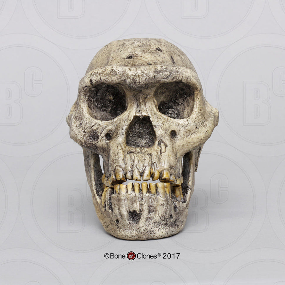 Bone Clones Homo Erectus Hominin Skulls