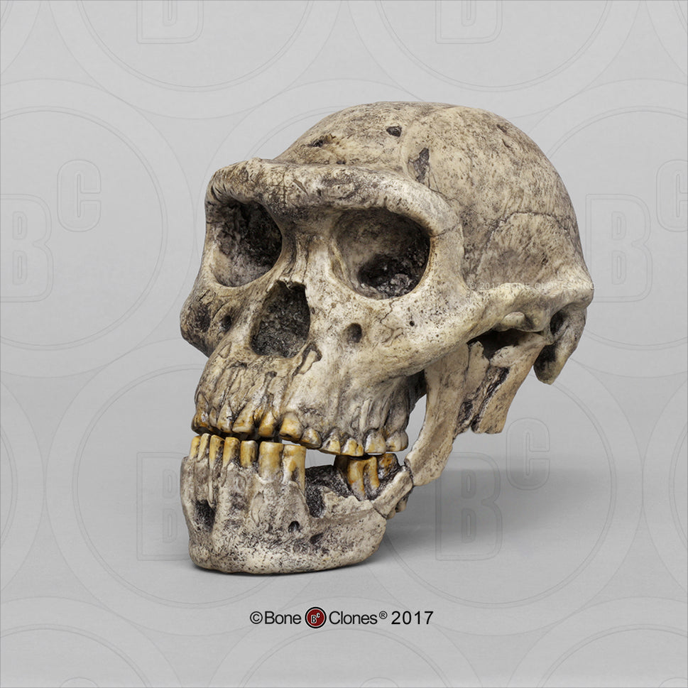 Bone Clones Homo Erectus Hominin Skulls