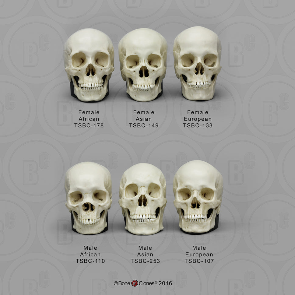 Bone Clones Half-Scale Human Skull Models