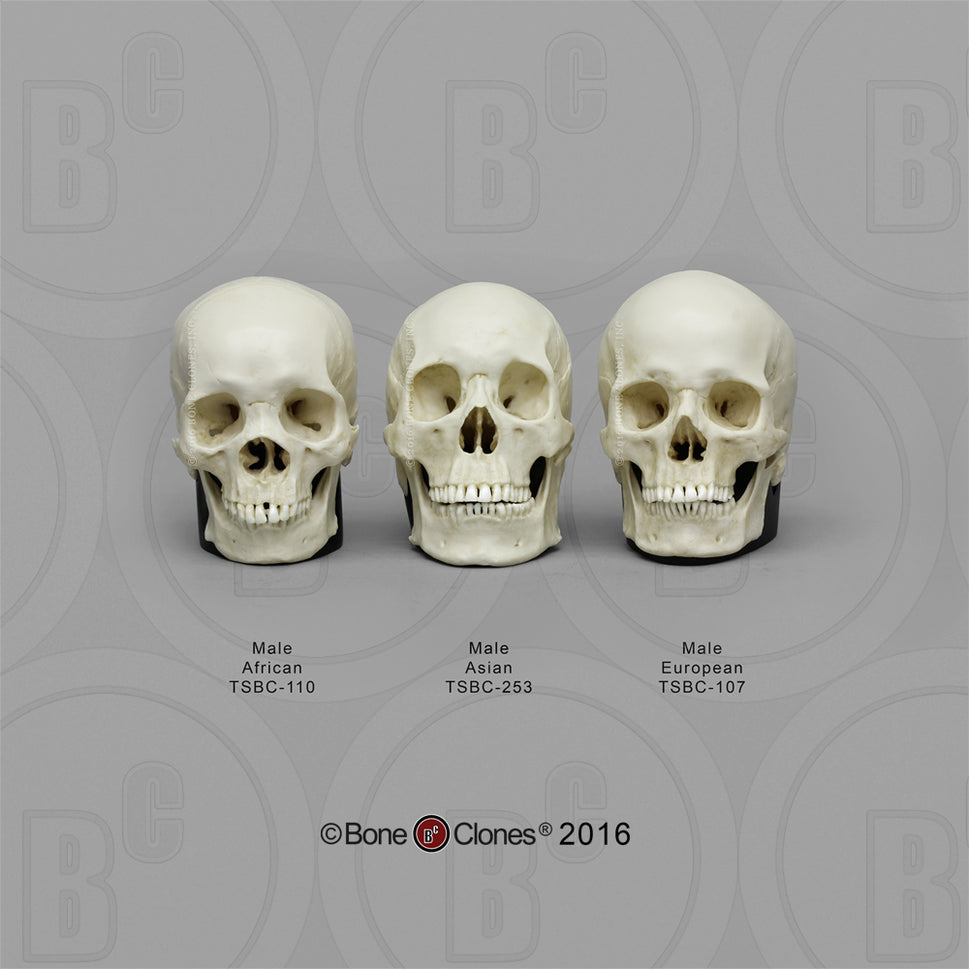 Bone Clones Half-Scale Human Skull Models